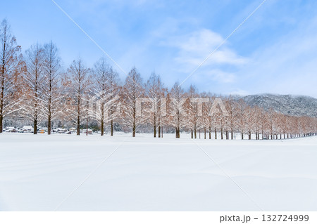 滋賀 雪晴れのメタセコイア並木 132724999