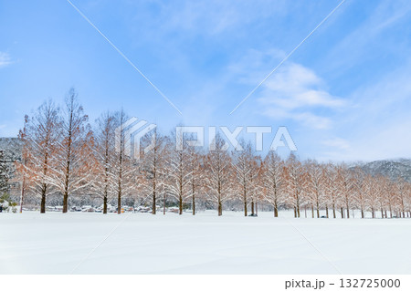 滋賀 雪晴れのメタセコイア並木 滋賀 雪晴れのメタセコイア並木 132725000