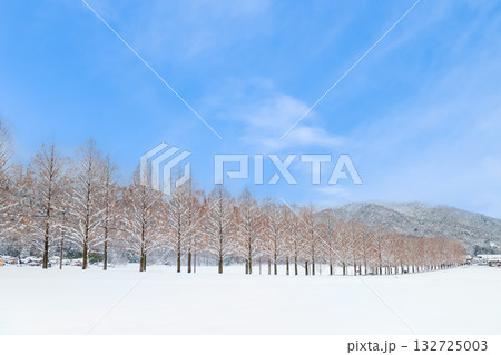 滋賀 雪晴れのメタセコイア並木 132725003