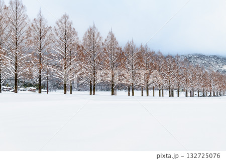 滋賀 雪化粧したメタセコイア並木 132725076