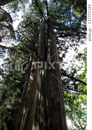 戸隠神社奥社 戸隠神社奥社 132725184