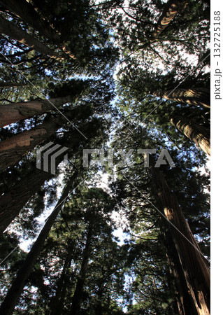 戸隠神社奥社 132725188