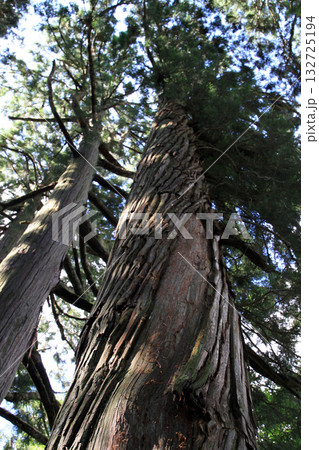 戸隠神社奥社 戸隠神社奥社 132725194