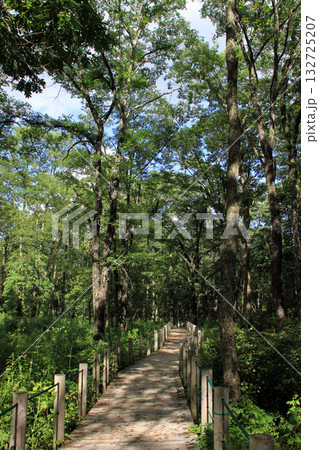 戸隠神社奥社 戸隠神社奥社 132725207