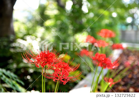 西日が差し込む公園に咲く彼岸花 132725622