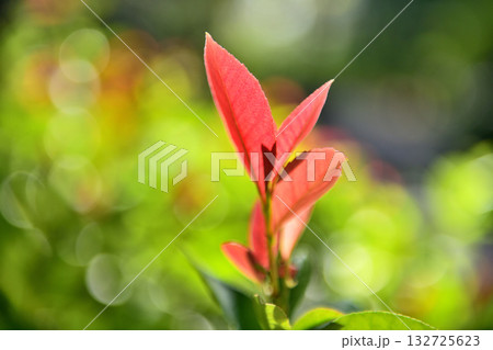 西日が差し込む公園の紅葉した葉 132725623