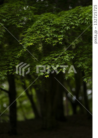 光が差し込む森の青もみじ 132725725