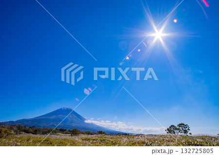 【静岡県】朝霧高原のススキ野原と富士山 132725805
