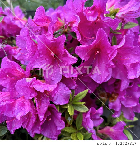 雨上がり、水の雫が映えるサツキツツジの花 雨上がり、水の雫が映えるサツキツツジの花 132725817