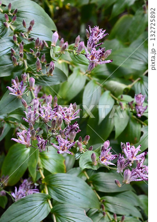 ホトトギス Toad Lily ホトトギス Toad Lily 132725892