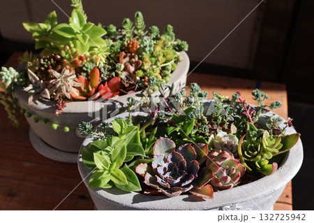 多肉植物の寄せ植え&寄せ鉢 多肉植物の寄せ植え&寄せ鉢 132725942