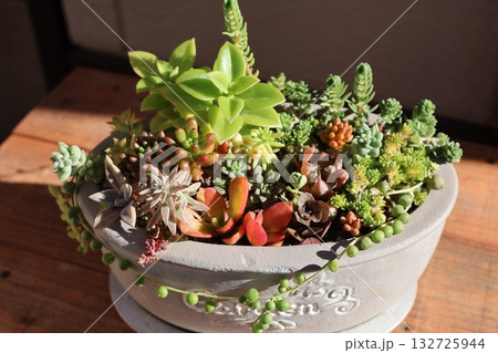 多肉植物の寄せ植え 132725944