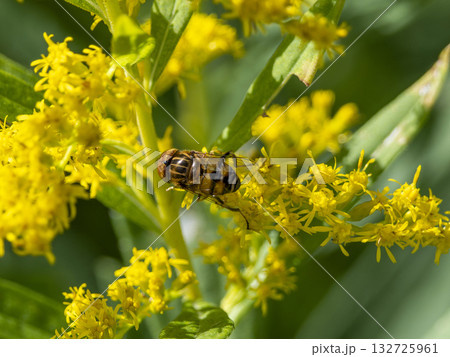 キゴシハナアブとセイタカアワダチソウ 132725961