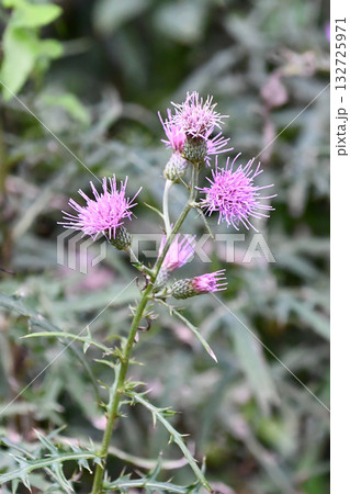 ノアザミ　Japanese thistle 132725971