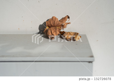 葉 リーフ 葉っぱ 132726078