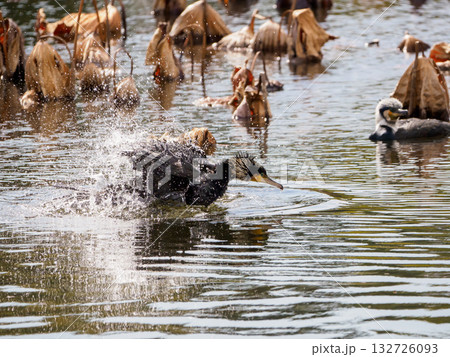 水浴びをするカワウ 132726093