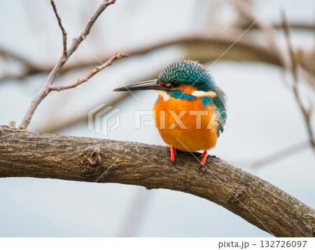 ひと休みしているカワセミ ひと休みしているカワセミ 132726097