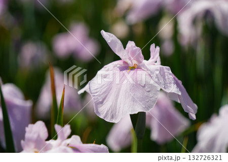 淡いピンク色の花菖蒲 淡いピンク色の花菖蒲 132726321
