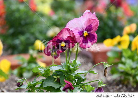 パンジー　Pansy 132726417