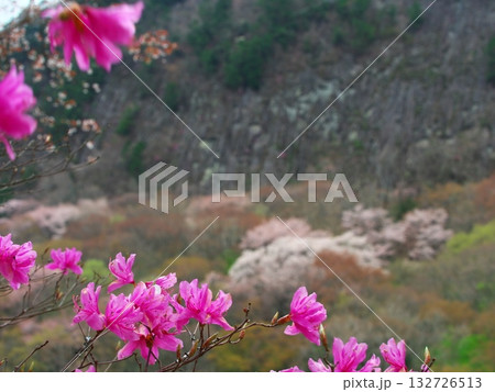 春の奈良県曽爾村　ツツジと桜満開の屏風岩　 132726513