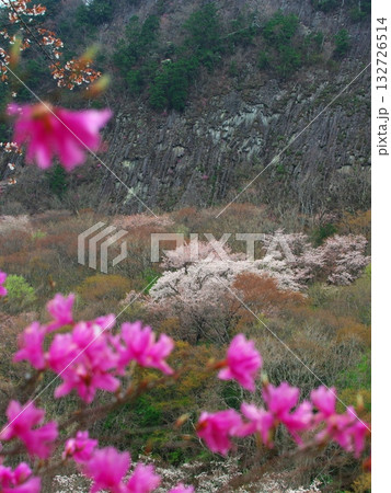 春の奈良県曽爾村　ツツジと桜満開の屏風岩　 132726514
