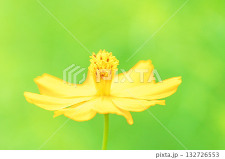 家の周りの草花　四季の色々　秋の花畑に黄金に輝く美しいキバナコスモスの花が咲きました 132726553