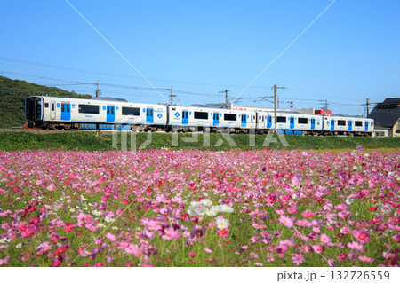 コスモス畑とBEC819系電車（JR九州） 132726559