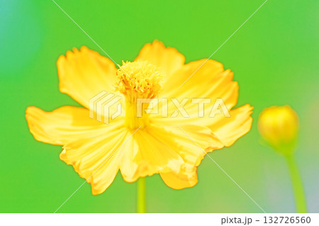 家の周りの草花 四季の色々 秋の花畑に黄金に輝く美しいキバナコスモスの花が咲きました 家の周りの草花 四季の色々 秋の花畑に黄金に輝く美しいキバナコスモスの花が咲きました 132726560