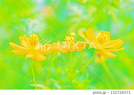 家の周りの草花 四季の色々 秋の花畑に黄金に輝く美しいキバナコスモスの花が咲きました 家の周りの草花 四季の色々 秋の花畑に黄金に輝く美しいキバナコスモスの花が咲きました 132726571