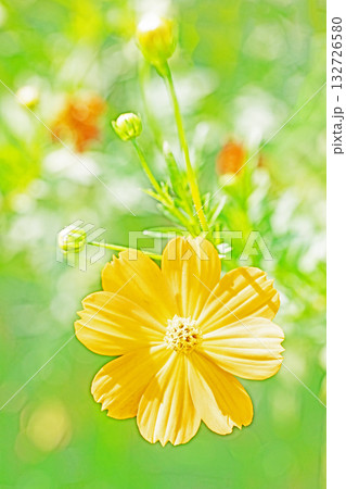 家の周りの草花 四季の色々 秋の花畑に黄金に輝く美しいキバナコスモスの花が咲きました 家の周りの草花 四季の色々 秋の花畑に黄金に輝く美しいキバナコスモスの花が咲きました 132726580