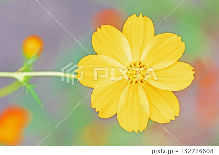 家の周りの草花　四季の色々　秋の花畑に黄金に輝く美しいキバナコスモスの花が咲きました 132726608