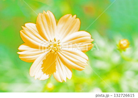 家の周りの草花　四季の色々　秋の花畑に黄金に輝く美しいキバナコスモスの花が咲きました 132726615