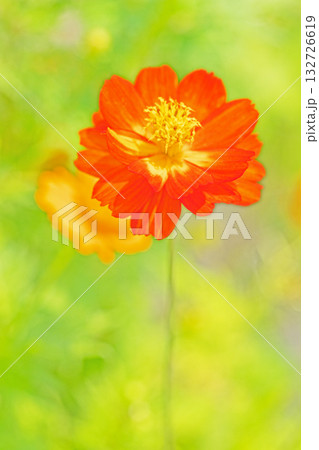 家の周りの草花 四季の色々 秋の花畑に黄金に輝く美しいキバナコスモスの花が咲きました 家の周りの草花 四季の色々 秋の花畑に黄金に輝く美しいキバナコスモスの花が咲きました 132726619
