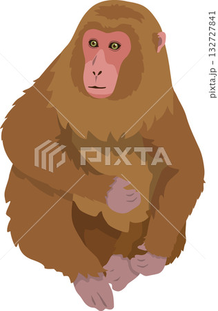 茶系の猿 132727841