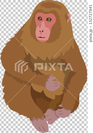 茶系の猿 132727841