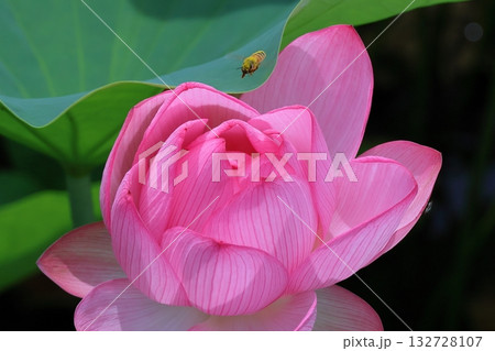 ハス ハス 132728107