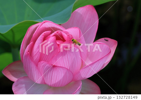 古代ハス 132728149