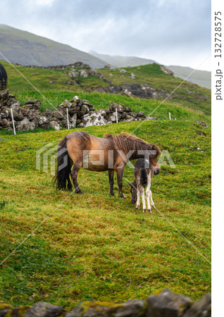 Horses gaizing near Saksun on Streymoy, Faroe Islands. High quality photo 132728575