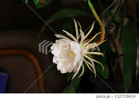 月下美人 132728614