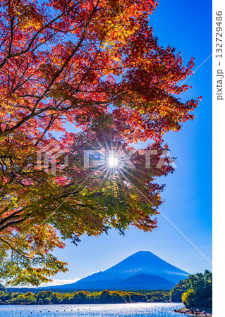 【山梨県】紅葉が始まった精進湖畔と初冠雪の富士山 【山梨県】紅葉が始まった精進湖畔と初冠雪の富士山 132729486