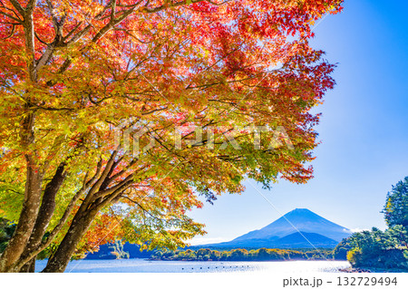 【山梨県】紅葉が始まった精進湖畔と初冠雪の富士山 132729494