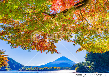 【山梨県】紅葉が始まった精進湖畔と初冠雪の富士山 【山梨県】紅葉が始まった精進湖畔と初冠雪の富士山 132729495