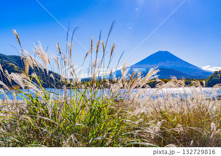 【山梨県】精進湖畔のススキと初冠雪の富士山 132729816