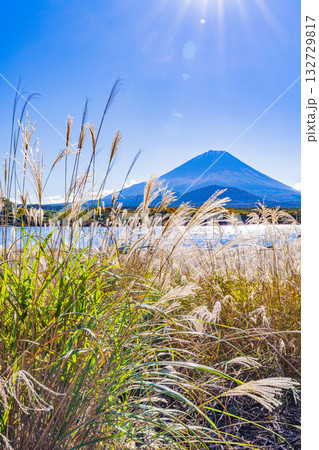 【山梨県】精進湖畔のススキと初冠雪の富士山 132729817