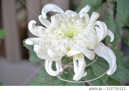 菊花展にて 132730121