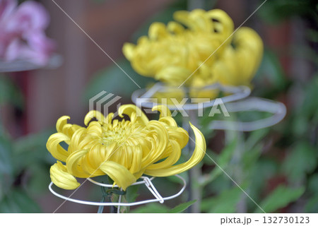 菊花展にて 132730123