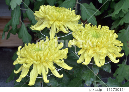 菊花展にて 菊花展にて 132730124