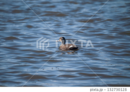 信濃川・やすらぎ堤の軽鴨(かるがも) 132730128