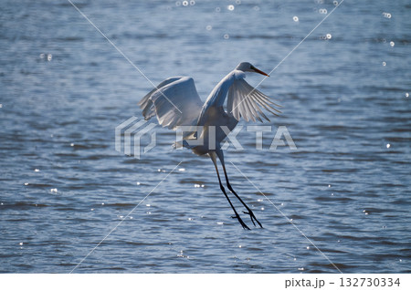 信濃川・やすらぎ堤の白鷺(しらさぎ) 132730334
