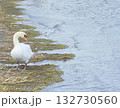 湖と白鳥　lake and swan 132730560